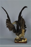 藏品(白腹鰹鳥)的圖片